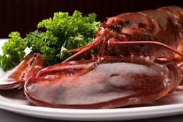 John Reynolds - Jumbo Nova Scotia Lobster