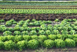 Lettuces on Organic Farm