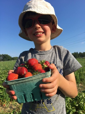 Hickory Hill Farm - Strawberries!