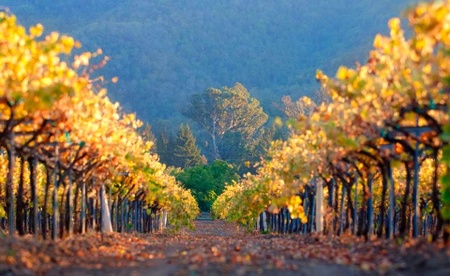 Besson Family Vineyards - Besson Family Vineyards in the Fall