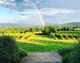 Terra Vina Vineyard - Vineyard Rainbow