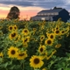 Recklesstown Farm Distillery - Sunflowers on the farm
