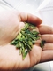 Appalachian Tea - Loose leaf tea